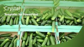  Presentation with cucumbers - PPT theme with cucumbers-in-the-boxes background and a seafoam green colored foreground