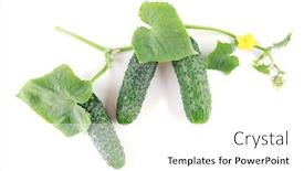  Presentation with cucumbers - Audience pleasing PPT layouts consisting of cucumbers-with-leafs-isolated backdrop and a white colored foreground