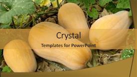  Presentation with vine - Amazing presentation having cucurbita - butternut squashes growing on vine backdrop and a yellow colored foreground
