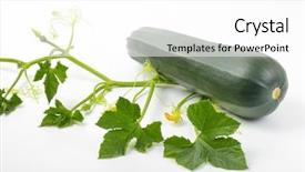  Presentation with vine - Colorful PPT layouts enhanced with cucurbita pepo - large fresh zucchini and vine backdrop and a  colored foreground