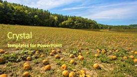  Presentation with field - PPT theme enhanced with cucurbita pepo - typical styrian pumpkin field austria background and a  colored foreground