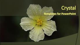  Presentation with garden - Presentation theme consisting of cucurbitaceae - beautiful fresh male luffa loofah background and a tawny brown colored foreground