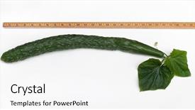  Presentation with english - Beautiful slides featuring cucurbitaceae - measured english cucumber backdrop and a white colored foreground