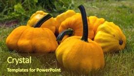  Presentation with grass - Audience pleasing slides consisting of cucurbitaceae - pumpkin - cucurbita pepo patissons backdrop and a tawny brown colored foreground