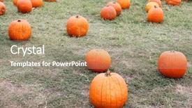  Presentation with halloween pumpkins thanksgiving day - Presentation theme with cucurbitaceae - rows of pumpkins background and a gray colored foreground