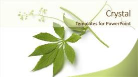  Presentation with green leaf - Theme featuring cucurbitaceae - single green heirloom wild cucumber background and a cream colored foreground