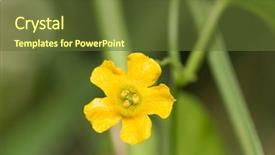  Presentation with flower - Amazing presentation theme having cucurbitaceae - tiny flower of creeping cucumber backdrop and a tawny brown colored foreground