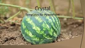  Presentation with garden - PPT layouts featuring cucurbitaceae - watermelon in garden background and a coral colored foreground