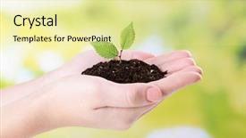  Presentation with hands planting a cabbage seedling - PPT theme having cuidado del medio ambiente - plant in hands on bright background and a blonde colored foreground