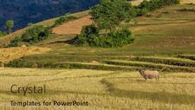  Presentation with land - Cool new slides with cultivated-land-fields-landscaped-near backdrop and a gold colored foreground