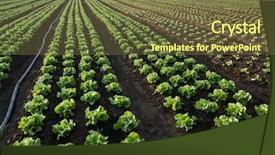  Presentation with land - Presentation theme having cultivated land to lettuce horizontal background and a tawny brown colored foreground