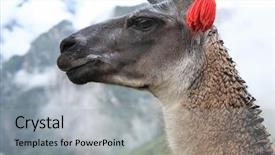  Presentation with latin america - Slide deck with two butternut squash section isolated on white background and a lemonade colored foreground