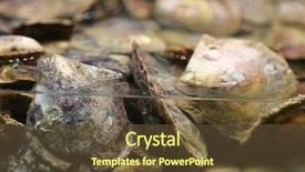  Presentation with water tank - PPT theme consisting of cultured pearl oysters fish tank background and a tawny brown colored foreground