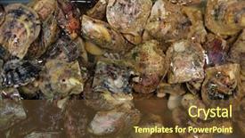 Presentation with pearl oyster - Beautiful PPT layouts featuring cultured pearl oysters fish tank backdrop and a tawny brown colored foreground