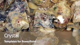  Presentation with pearl oyster - Colorful PPT theme enhanced with cultured pearl oysters fish tank backdrop and a coral colored foreground