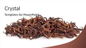  Presentation with chinese medicine - Presentation theme with cumc - uncaria stem with hooks used background and a white colored foreground