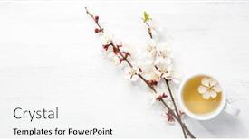  Presentation with apricot - Cool new presentation theme with cup-of-tea-and-branches backdrop and a white colored foreground