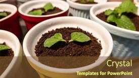  Presentation with cupcake - 