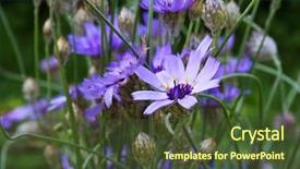  Presentation with flowers - Audience pleasing slide set consisting of blue flowers of cupid's backdrop and a tawny brown colored foreground