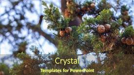  Presentation with sky - PPT layouts with cupressus-abramsiana-against-the-sky background and a tawny brown colored foreground