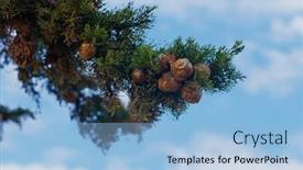 Presentation with sky - PPT theme featuring cupressus-abramsiana-against-the-sky background and a light blue colored foreground