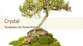  Presentation with bonsai - PPT theme enhanced with cupressus sempervirens bonsai isolated background and a soft green colored foreground