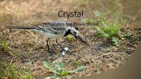  Presentation with curiosity - Colorful presentation theme enhanced with cigarettes butts - curiosity of a wagtail backdrop and a coral colored foreground