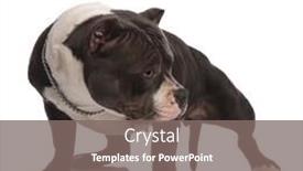  Presentation with bully - Slide deck having curious american bully wearing chain collar standing on white background and looking down to side background and a gray colored foreground