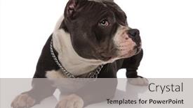  Presentation with bully - Audience pleasing PPT layouts consisting of curious-american-bully-wearing-chain backdrop and a light gray colored foreground