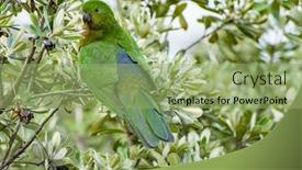  Presentation with parrot - Audience pleasing slides consisting of curious-australian-king-parrot-alisterus backdrop and a seafoam green colored foreground
