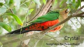  Presentation with seed and tree mustard - Beautiful presentation theme featuring curious australian king-parrot alisterus backdrop and a mint green colored foreground