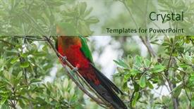 Presentation with seed and tree mustard - Audience pleasing slide set consisting of curious australian king-parrot alisterus backdrop and a seafoam green colored foreground