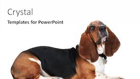  Presentation with basset hound - Cool new presentation design with curious basset hound lying down on white background backdrop and a white colored foreground