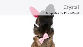  Presentation with pink white - Theme consisting of curious-belgian-shepherd-puppy background and a white colored foreground