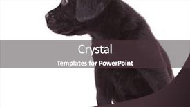  Presentation with black - Presentation design consisting of animal rights dog - curious black labrador retriever looking background and a tawny brown colored foreground