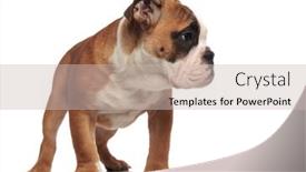  Presentation with english bulldog - Slides having curious-brown-and-white-english background and a soft green colored foreground