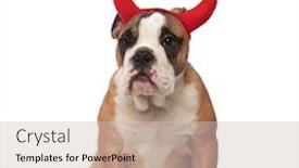  Presentation with english bulldog - Audience pleasing PPT theme consisting of curious brown seated english bulldog dressed as the devil for halloween on white background backdrop and a soft green colored foreground