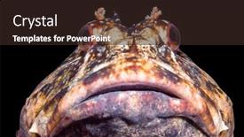  Presentation with cool - Amazing PPT theme having curious-cabezon-fish-in-cool backdrop and a wine colored foreground