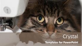  Presentation with sewing - PPT layouts featuring cat close up and sewing background and a violet colored foreground