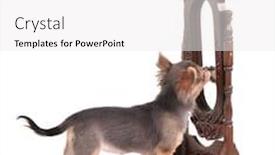  Presentation with mirror reflection - Theme consisting of curious-chihuahua-puppy-looking background and a white colored foreground