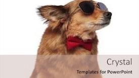  Presentation with classy - Colorful presentation enhanced with curious classy brown dog with red bowtie and sunglasses looks to side while sitting on white background backdrop and a coral colored foreground