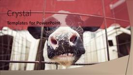  Presentation with dairy cow - Presentation theme consisting of curious dairy cow calf in a pen sticking its nose through the fence background and a red colored foreground