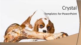 Presentation with bone - Theme consisting of curious dog sniffing large bone background and a white colored foreground