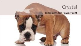  Presentation with english bulldog - Theme consisting of curious english bulldog looking down while standing on white background background and a mint green colored foreground