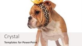  Presentation with animal print - Slide deck featuring curious english bulldog with animal print headband looks to side while standing on white background background and a lemonade colored foreground