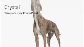  Presentation with english food - PPT theme enhanced with curious-english-greyhound-dog background and a white colored foreground