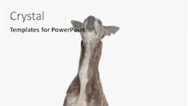  Presentation with english - Slide set with curious-english-hound-dog-sitting background and a white colored foreground