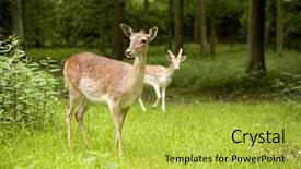  Presentation with woods - Amazing presentation theme having curious female fallow deer backdrop and a yellow colored foreground