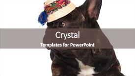  Presentation with straw - Cool new slides with curious french bulldog wearing folk backdrop and a tawny brown colored foreground