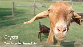  Presentation with cartoon goat - PPT theme featuring curious goat standing on fence background and a violet colored foreground